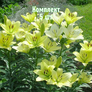 Саженцы Комплект 5шт / Лилия Геррит Залм