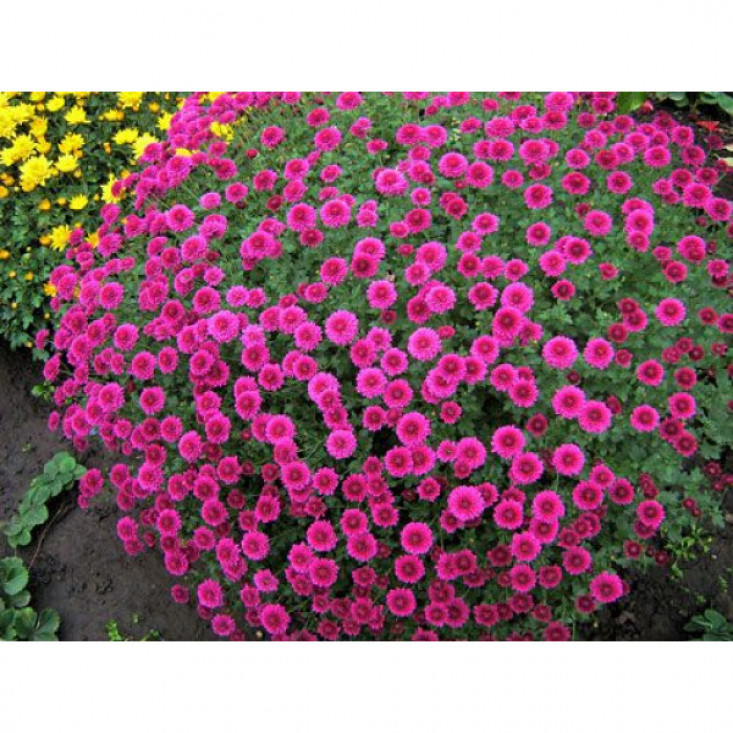 Комплект 5шт / Хризантема Проксима (Мультифлора/Сиреневая) - яркие цветы для вашего сада Комплект 5шт / Хризантема Проксима (Мультифлора/Сиреневая) - яркие цветы для вашего сада