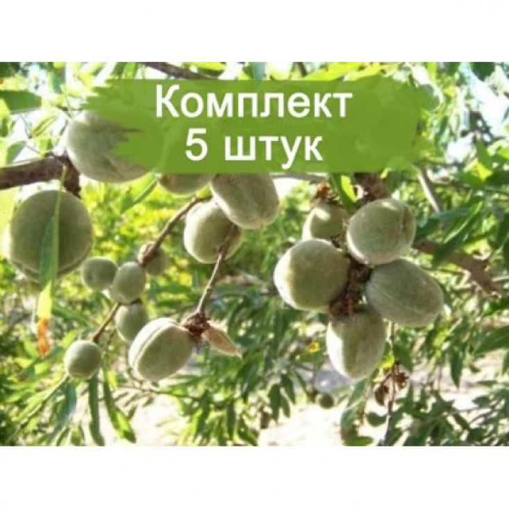 Комплект 5шт / Миндаль Виктория - Высокое качество Комплект 5шт / Миндаль Виктория - Высокое качество